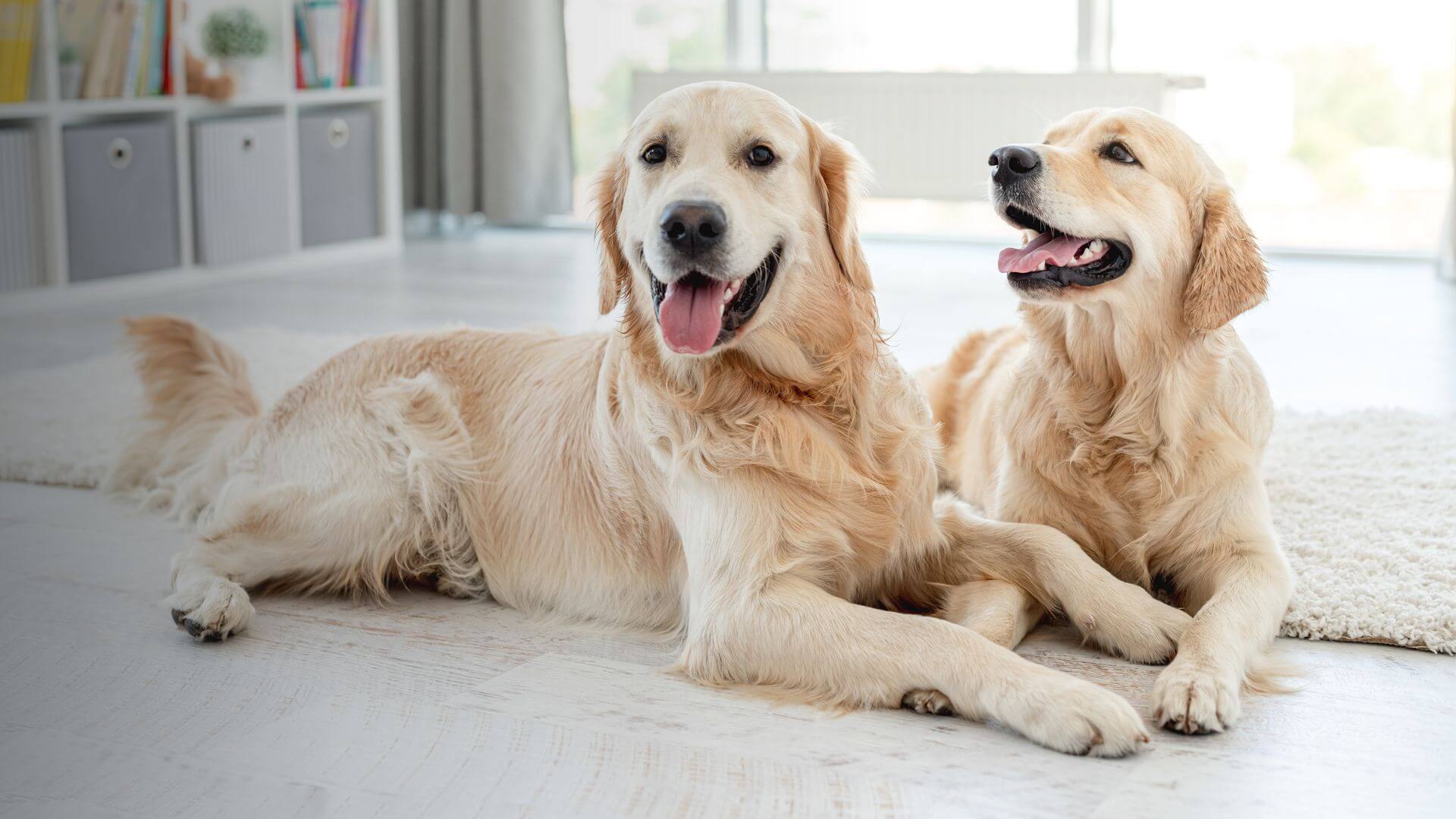 Mid North Animal Hospital