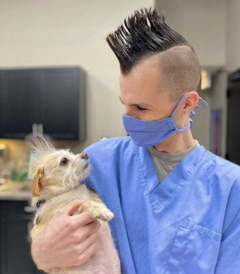 a vet looking at a dog