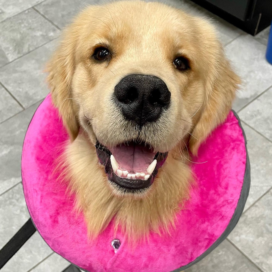a dog wearing a cone