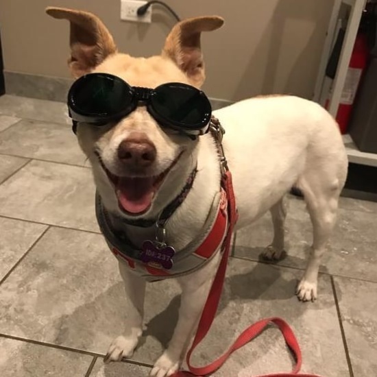 a dog wearing goggles and leash