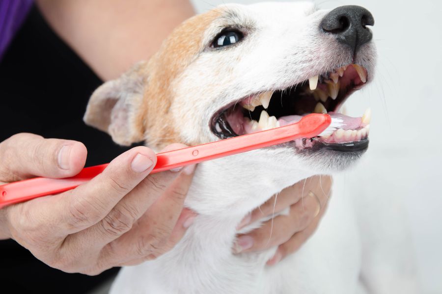 a vet brushing a dog's teeth