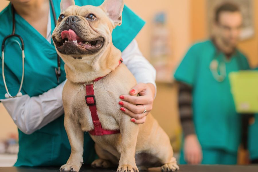 Young French Bulldog on the visit to the vet clinic