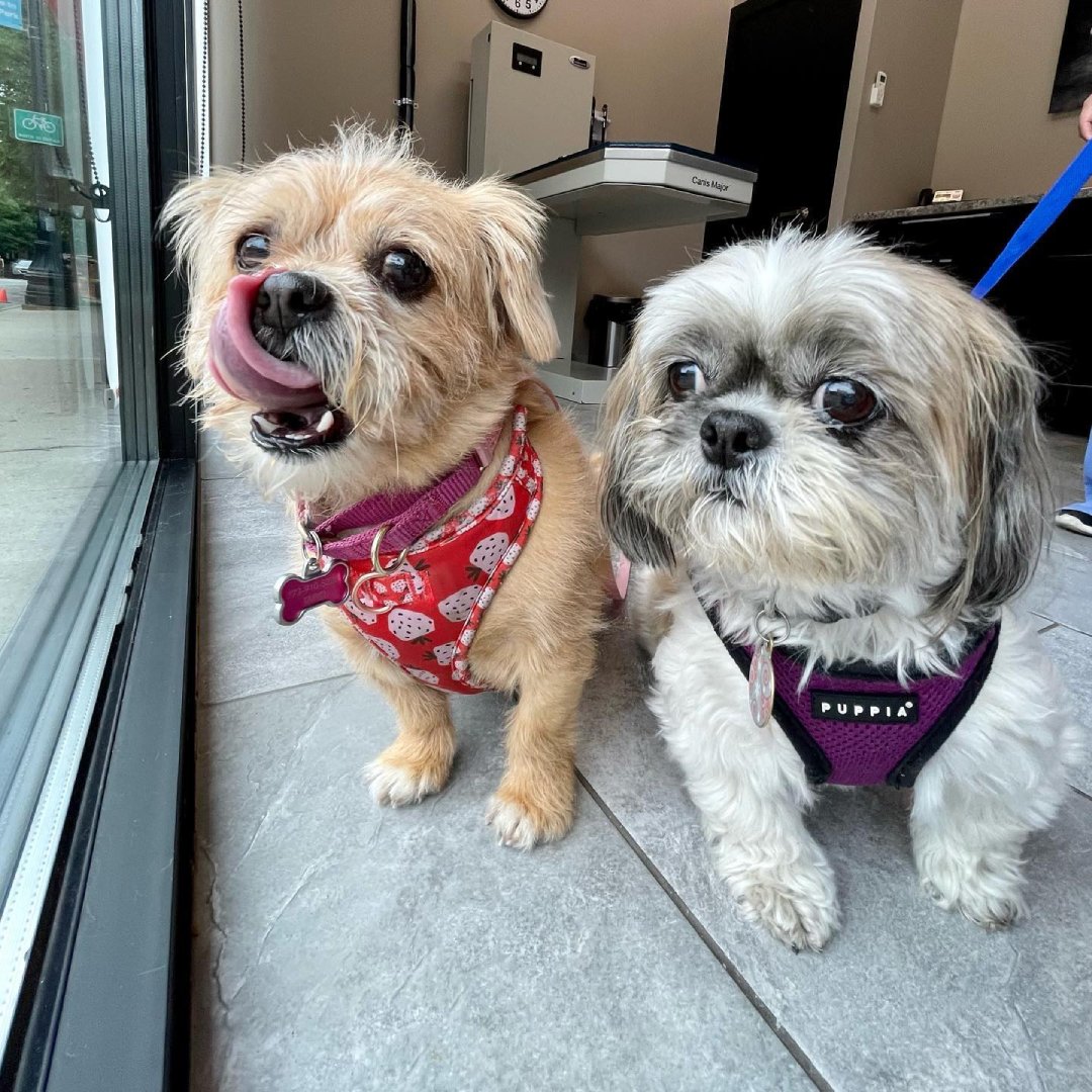 Veterinarian In Chicago, IL Mid North Animal Hospital