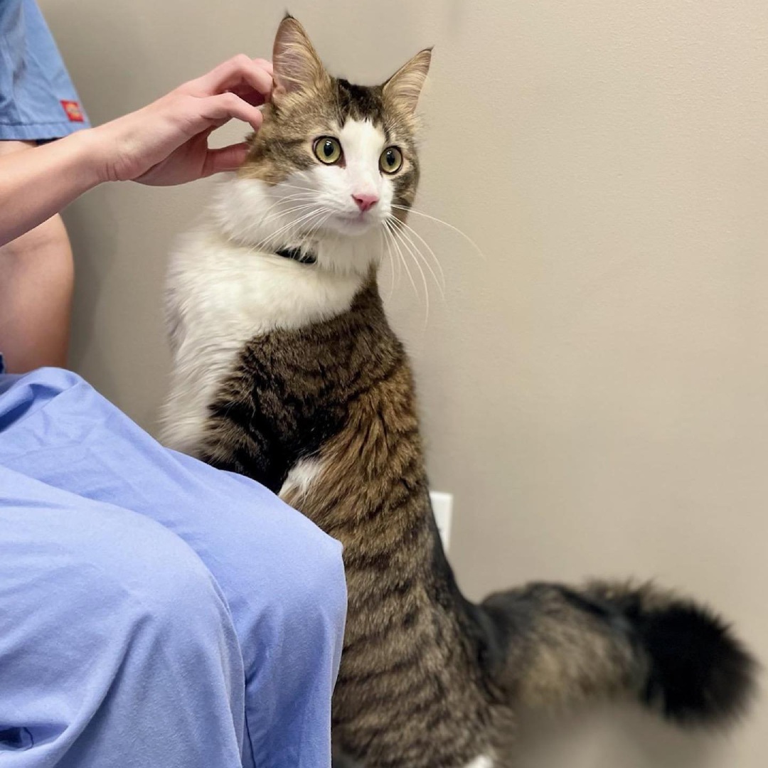 a cat with vet