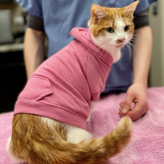 a cat wearing a pink sweater