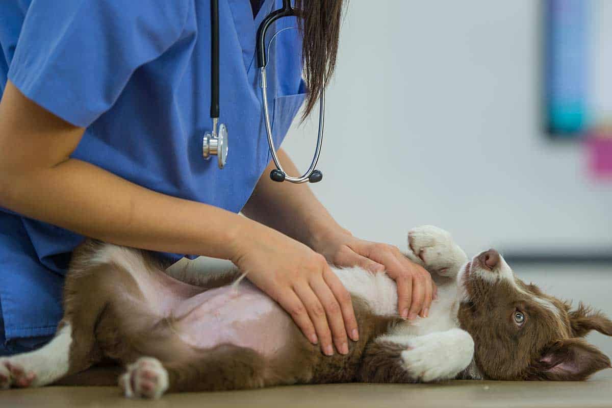 a veterinarian examining a dog