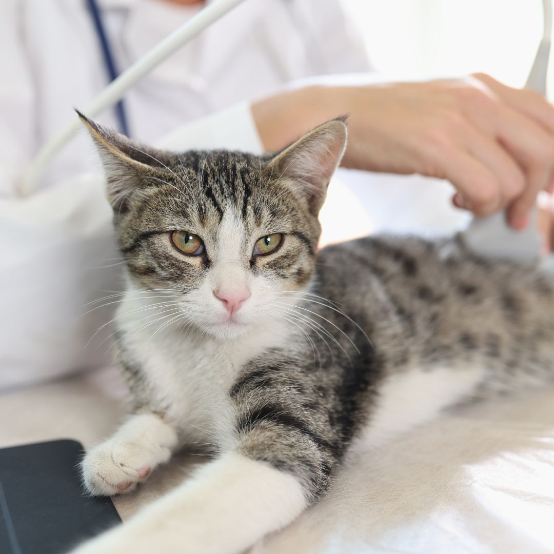Vet performing an ultrasound on cat