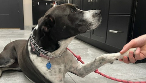 a dog with a chain on its neck