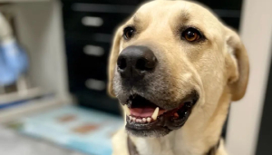 A happy dog sitting in a room
