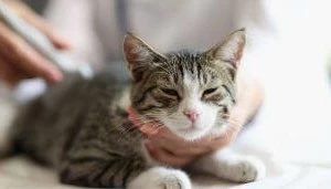 cat ultrasound examination