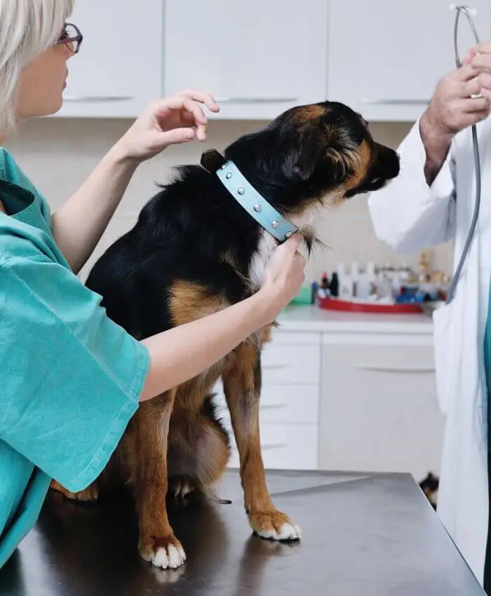 two-vets-checking-a-pet-dog two vets checking a pet dog